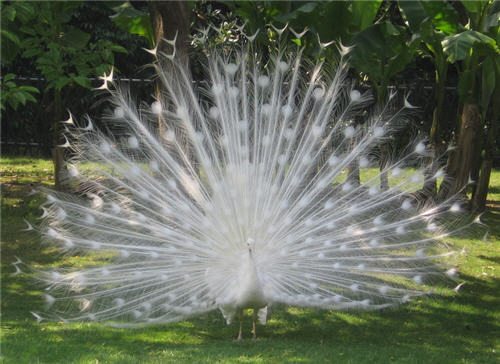 Peacock Dance, the Essence of Dai Ethnic Culture   CITS